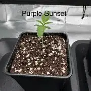 1 Purple Sunset     2 Shinigami