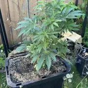 Strawberry OG Cookies