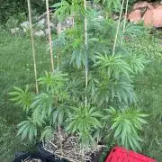 Strawberry OG Cookies