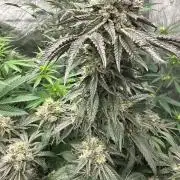 Ethos 10th Planet