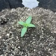 Banana Daddy IBL Auto