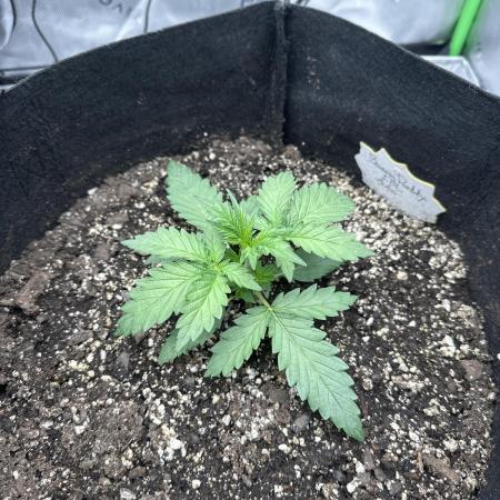 Banana Daddy IBL Auto