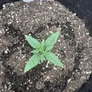 Seedlys GG4 Auto