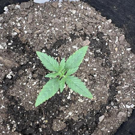Seedlys GG4 Auto