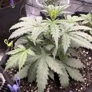 Banana Daddy IBL Auto