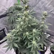 Gorilla Cookies Autoflower