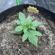 Gorilla Cookies Autoflower