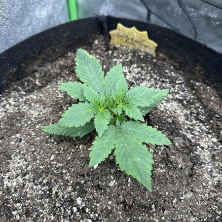 Gorilla Cookies Autoflower