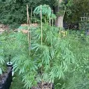 Strawberry OG Cookies