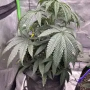 Crimson Sun Autoflower
