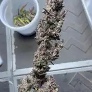 Gorilla Cookies auto 1.5