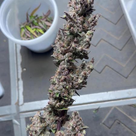 Gorilla Cookies auto 1.5