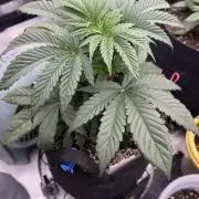 Crimson Sun Autoflower