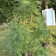 Strawberry OG Cookies