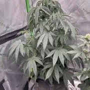 Crimson Sun Autoflower