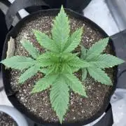 Crimson Sun Autoflower