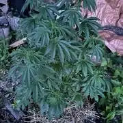 Strawberry OG Cookies