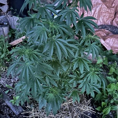 Strawberry OG Cookies