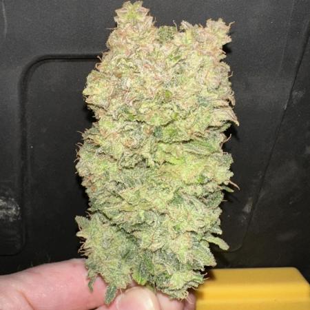 Banana Daddy IBL Auto