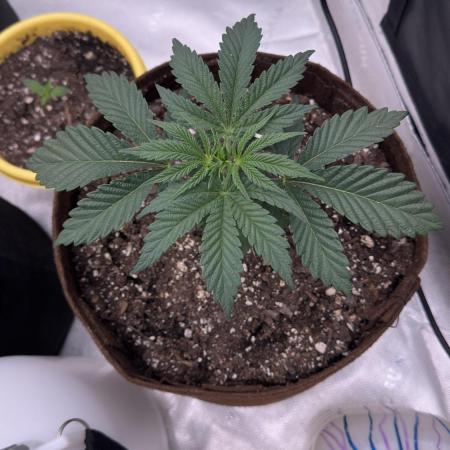 Strawberry OG Cookies