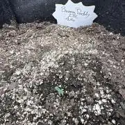 Banana Daddy IBL Auto