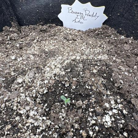 Banana Daddy IBL Auto