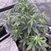 Gorilla Cookies Autoflower