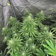 Ethos Cookies RBX R2