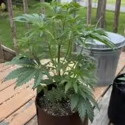 Strawberry OG Cookies