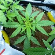 F1 Crossing for F2 seeds