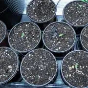 DubDub F1 hunting for F2 seeds