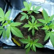 DubDub F1 hunting for F2 seeds