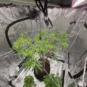 Gorilla Glue #4 x white widow