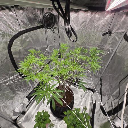Gorilla Glue #4 x white widow
