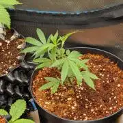 MAC1 F1 HYBRID clones part 3