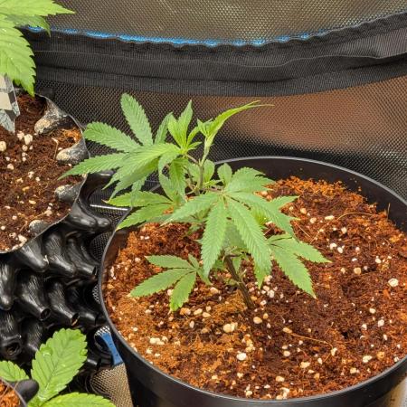 MAC1 F1 HYBRID clones part 3