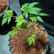 Frozen Bananas F1Feminized