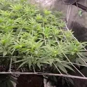 MAC1 starting from week 13 veg