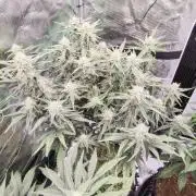 First auto grow