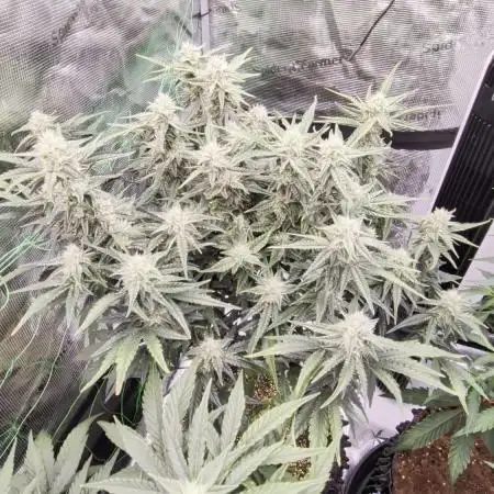 First auto grow