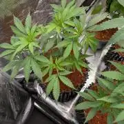 Mac1 F1 Hybrid clones
