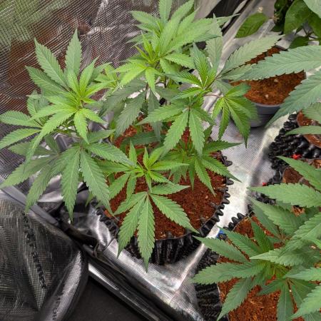Mac1 F1 Hybrid clones
