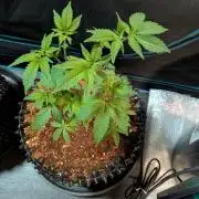 Tangerine dream