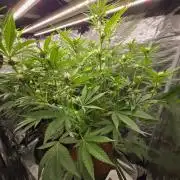 1x Gorilla x White Widow