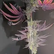 Mac1 F1 Hybrid