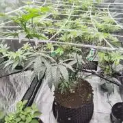 MAC1 starting from week 13 veg