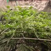 MAC1 starting from week 13 veg