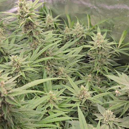 First dwc grow
