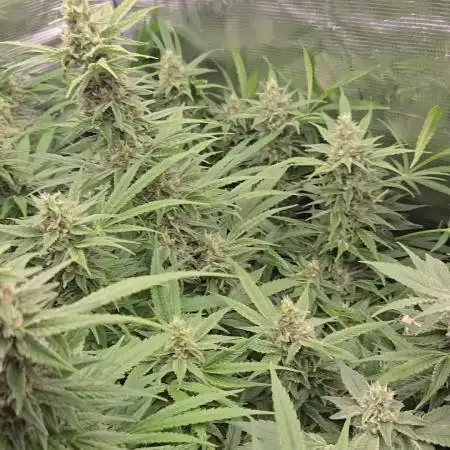 First dwc grow