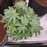 Gorilla Glue #4 x white widow